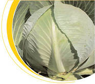 Насіння капусти пізньої