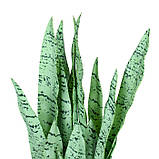 Штучна рослина Engard Sansevieria, 65 см (DW-11), фото 3