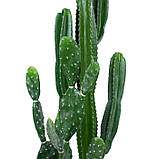 Набір штучних рослин Engard Cactus в кашпо (TW-40414268-1), фото 6