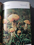 Дудка И.А., Вассер С.П. "Гриби. Справочник миколога и грибника», фото 5