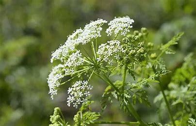 Болиголов (трава), 1кг