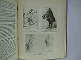 Виноградів А. Стендаль і його час (б/у)., фото 6