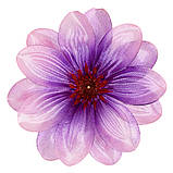 Крокус подвійний атлас, 13см, фото 3