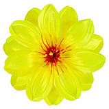 Крокус подвійний атлас, 13см, фото 5