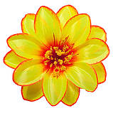 Крокус подвійний атлас, 13см, фото 6