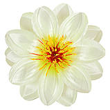 Крокус подвійний атлас, 13см, фото 7