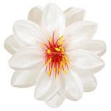 Крокус подвійний атлас, 13см, фото 7