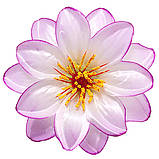 Крокус подвійний атлас, 13см, фото 8