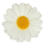 Гербера Тетянка, 9см, фото 4