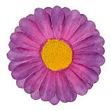 Гербера Тетянка, 9см, фото 6