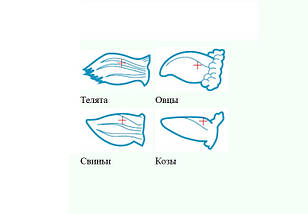 Вушні бірки для тварин, без номера 50х40 мм, фото 2