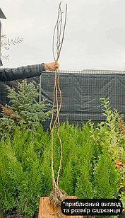 Саджанці Ківі Бемоль (3-х літній) дерево - самозапильний, невибагливий, морозостійкий