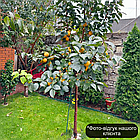 Хурма Солодкість (дворічна) - привита, запилювач, морозостійка, самоплідна, фото 3