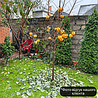 Хурма Сосновська (дворічна) - привита, самоплідна, зимостійка, середня, фото 4