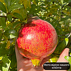 Саджанці Граната Кримський смугастий (3-х річний) - ранній, великоплідний, зимостійкий, фото 4