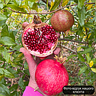 Саджанці граната Східний (3-х річний) - середнього строку дозрівання, крупноплідна, промисловий, фото 3