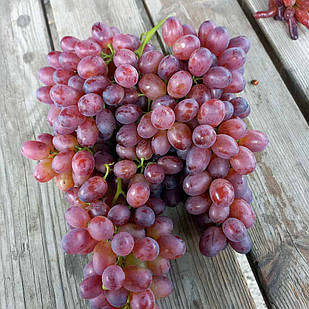 Саджанці Винограду Кишмиш Аліса - ранньо-середнього терміну, урожайний, великоплідний