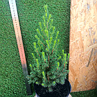 Саджанці Ялини канадської Коніка, 3-х річна (Picea glauca Conica) С2, фото 2