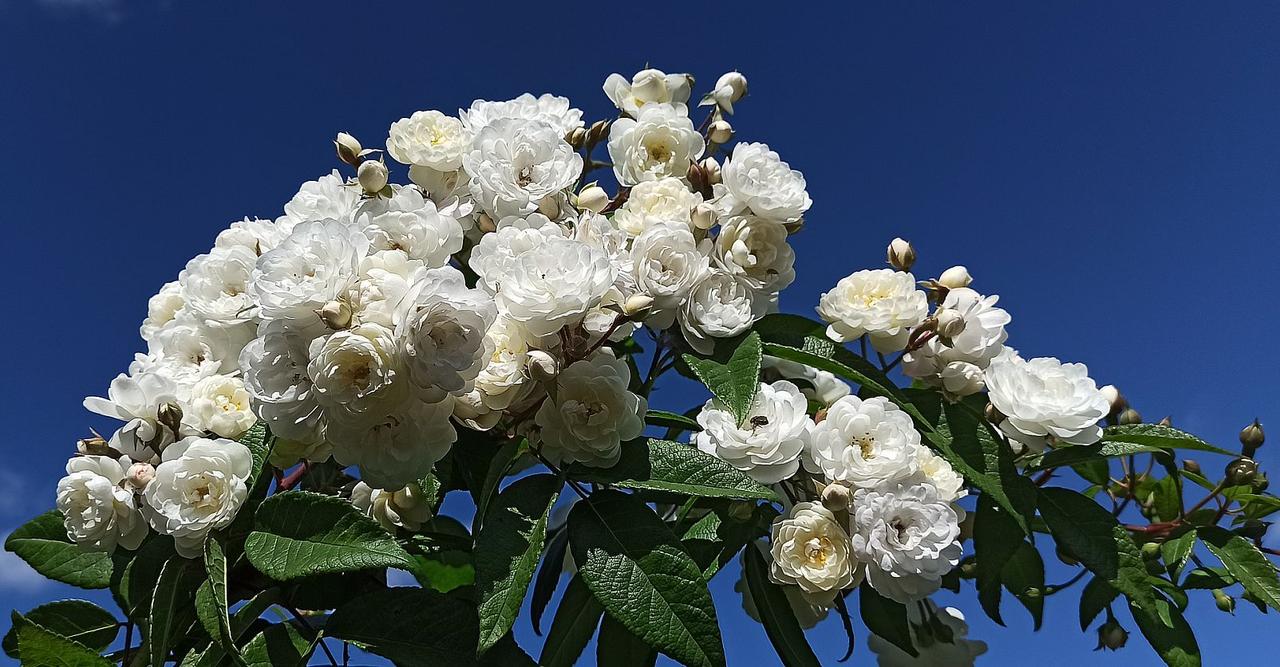 Троянда Waterloo (Ватерлоо), фото 1