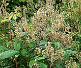 Троянда Waterloo (Ватерлоо), фото 7