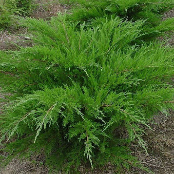 Ялівець середній Мінт Джулеп (Mint Julep) p9