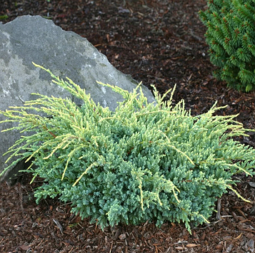 Ялівець лускатий Холгер (Holger) 5л. 50см.