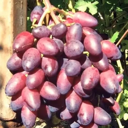 Саджанці Винограду Ейфорія - середній, великоплідний, морозостійкий, фото 1