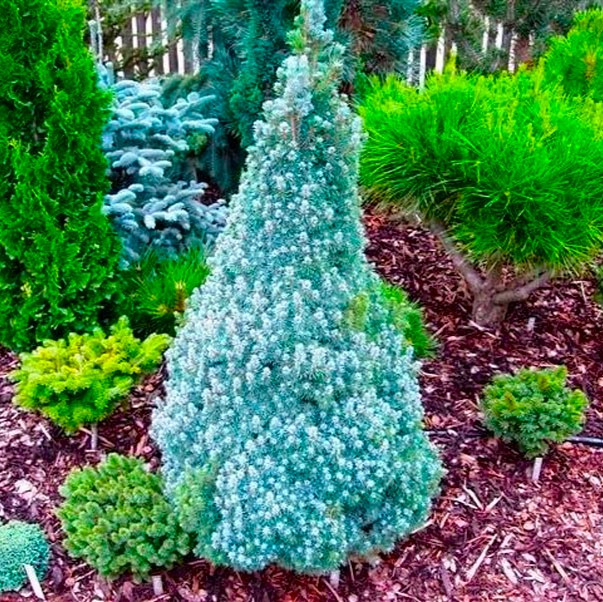 Саджанці ялини канадської Сандерс Блю 3-річний (Picea glauca Sanders Blue)