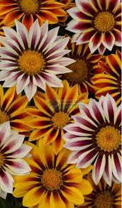 Насіння Газанія (Гацанія) Нью Дей New Day F1 Тигрова Суміш 100 насінин Pan American