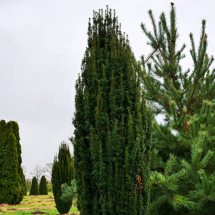 Тис Фастігіата Робуста / h 60-80 / Taxus Fastigiata Robusta, фото 2