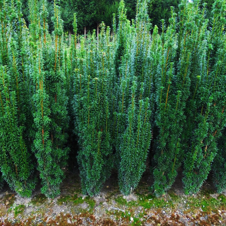 Тис Фастігіата Робуста / h 60-80 / Taxus Fastigiata Robusta