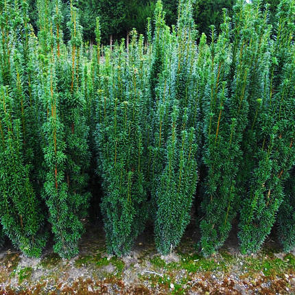Тис Фастігіата Робуста / h 60-80 / Taxus Fastigiata Robusta, фото 1