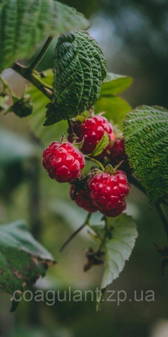 Гідролат листа малини Raspberry Leaf Hydrosol 200 мл