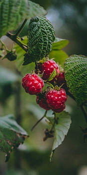 Гідролат листа малини Raspberry Leaf Hydrosol 200 мл