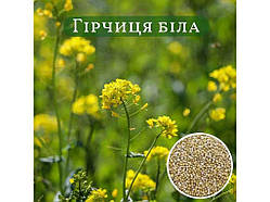 Гірчиця польова, біла 1кг ТМ УКРАЇНА Solmir