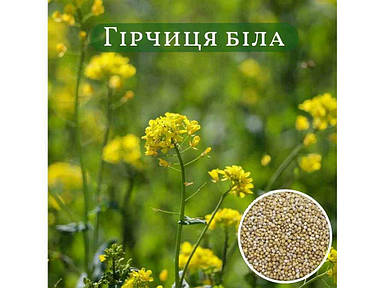 Гірчиця польова, біла 1кг ТМ УКРАЇНА FG