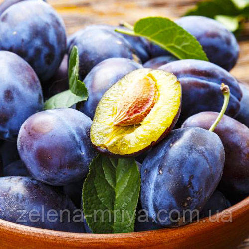 Слива Чачацька рання, фото 1