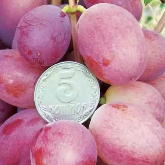 Саджанці Винограду Тайфун - дуже ранній, великоплідний, морозостійкий, фото 1