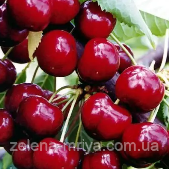 Вишня "Лотовка", фото 1