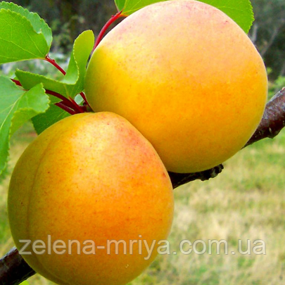 Абрикос «Голд Річ» (середньостиглий сорт), фото 1