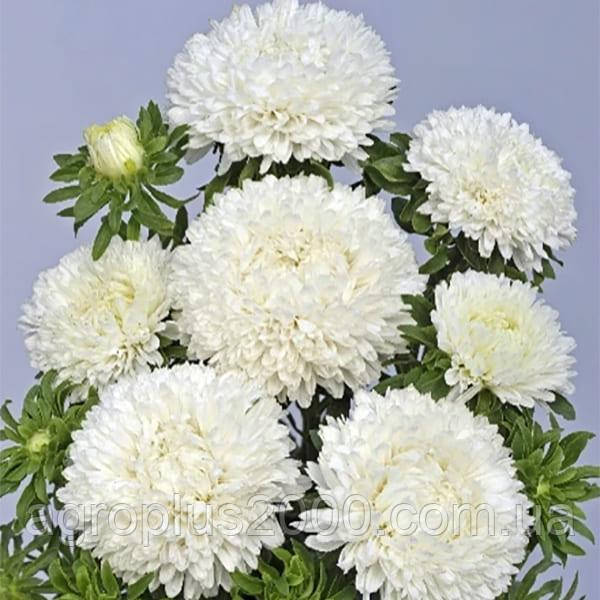 Насіння Астра Балун Біла 1 грам Satimex