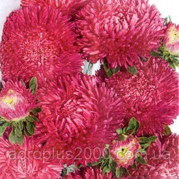 Насіння Астра Балун Кармінова 1 грам Satimex