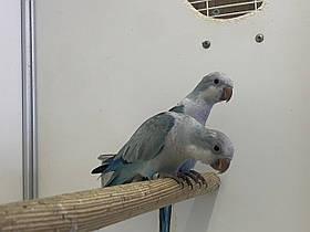 Квакер каліта монах синій