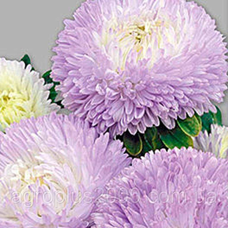 Насіння Астра Балун Лавандова 1 грам Satimex