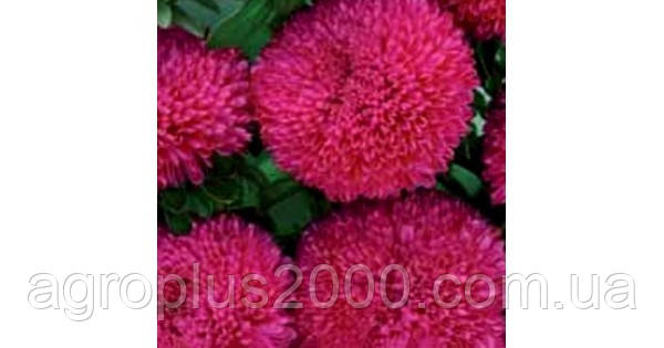 Насіння Астра Балун Темно-Рожева 1 грам Satimex