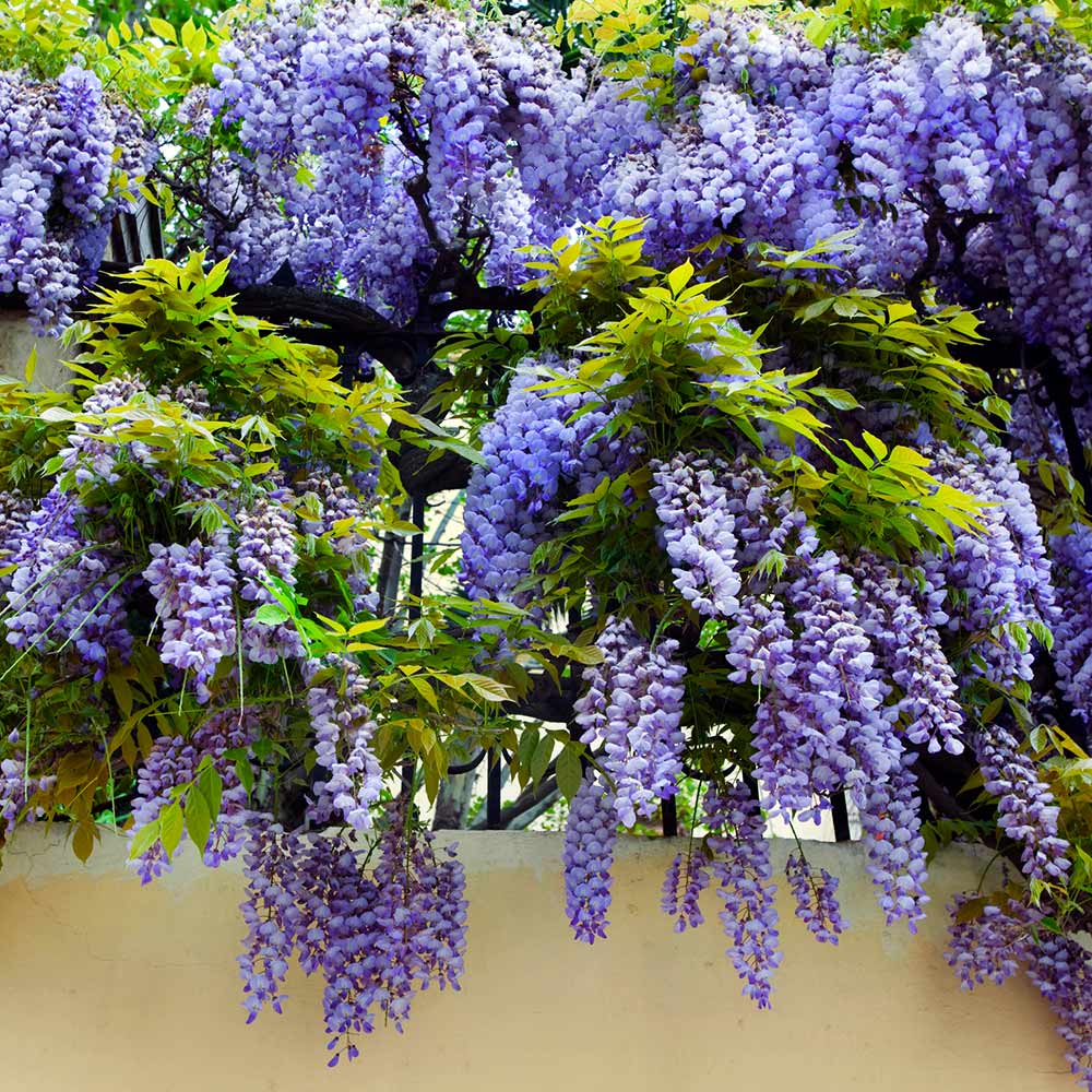 Саджанці Гліцинії Макростахія Блю Мун (Wisteria macrostachya Blue Moon), фото 1