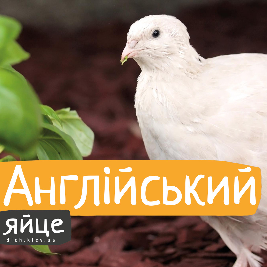Інкубаційні яйця перепелів Англійський білий