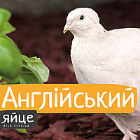 Інкубаційні яйця перепелів Англійський білий