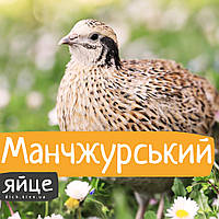 Інкубаційні яйця Маньчжурських перепелів