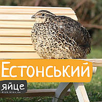 Інкубаційні яйця Естонських перепелів